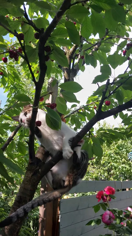 Домик и дворик Персиковая поляна