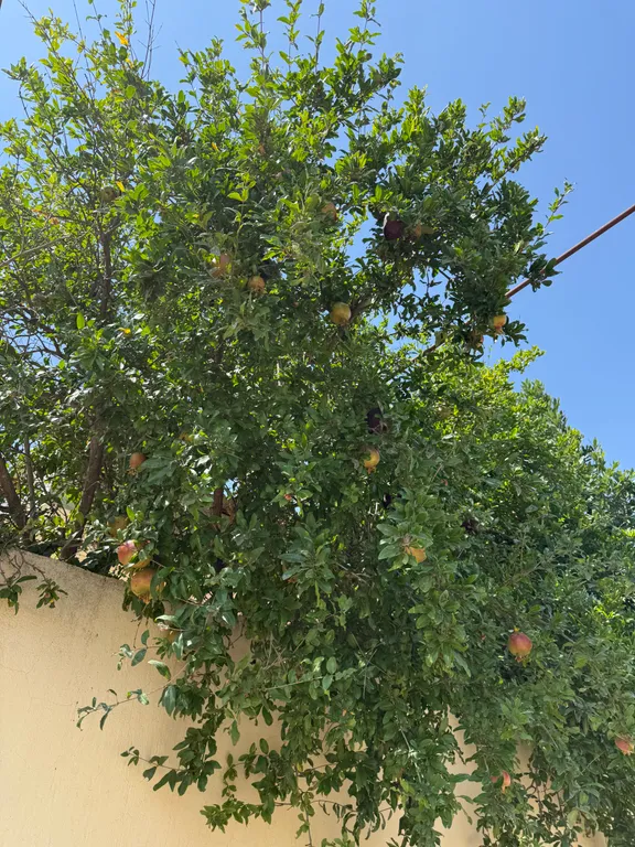 Уютная дача в 3 минутах от моря