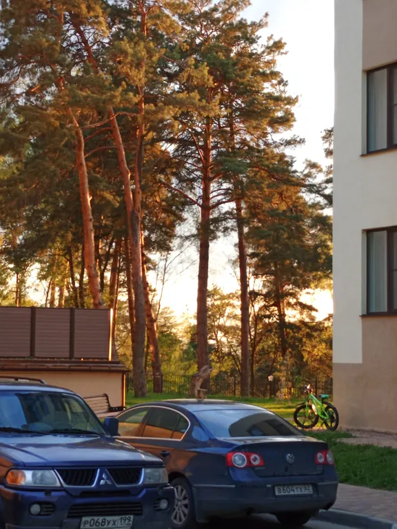 Апартаменты в сосновом лесу