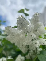 Оксана