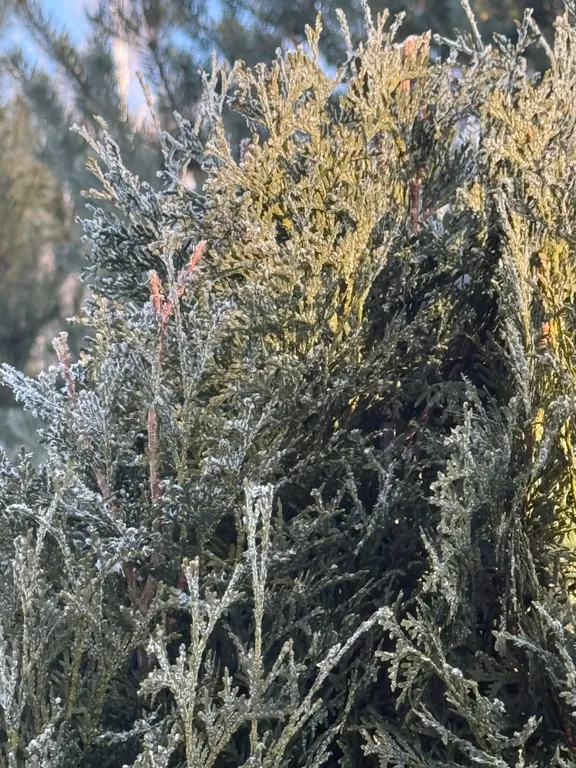 Уютный дом в соснах для семейного отдыха