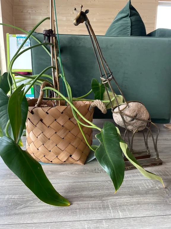 Дом на реке и краю соснового леса