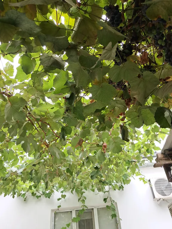 Коттедж Дом в уютном, тихом, озеленёном дворике, есть все необходимое — Махачкала