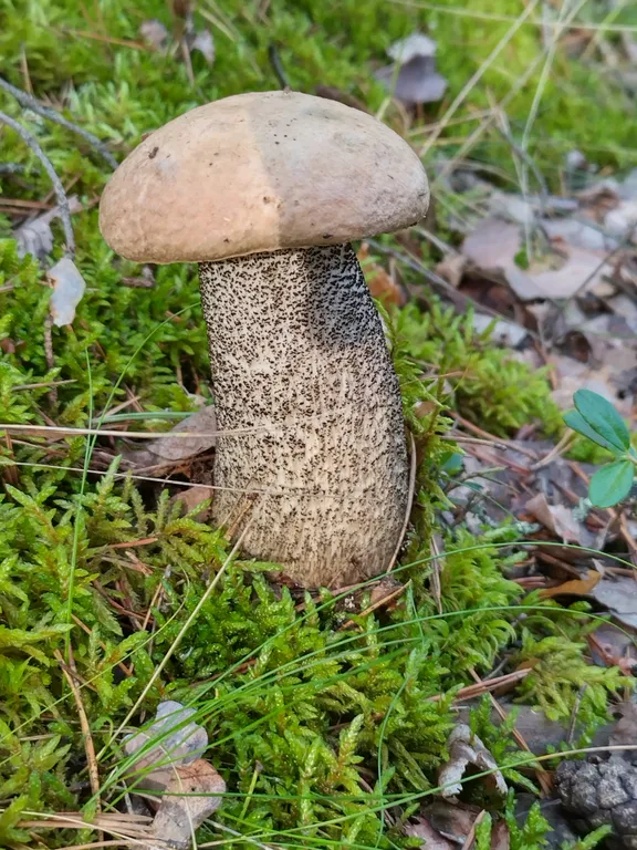 Дом на берегу протоки, ведущей в Вышневолоцкое водохранилище