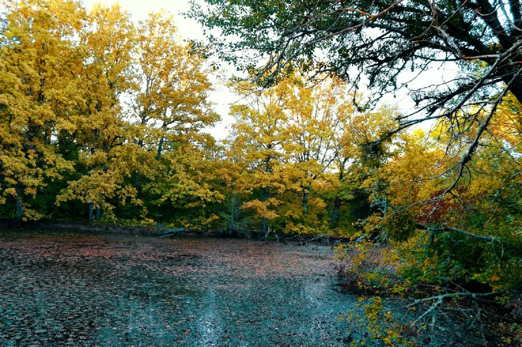 Уютный гостевой дом в лесной зоне