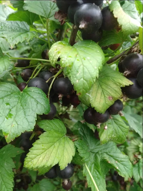 Эколофт с теннисным кортом недалеко от реки Москвы с сауной, камином