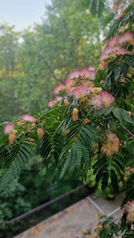 Уютная студия в лесу