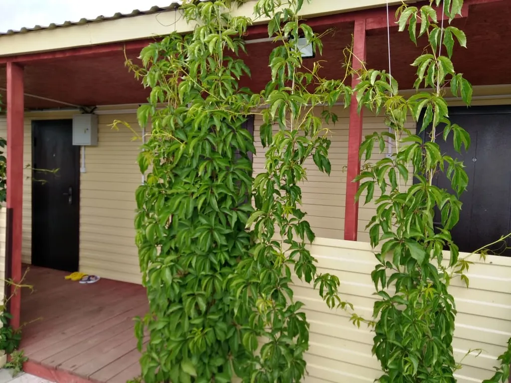 Гостевой домик в 800м от озера Яровое для 4 человек