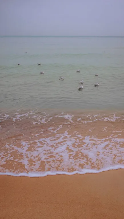 Квартира 1-комнатная Квартира — Светлогорск