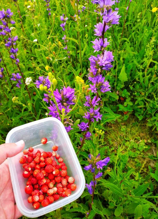 Коттедж Домик хоббита — Синковицы