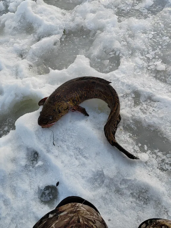Домик на озере в глуши