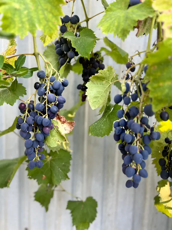 Гостевой дом Вилла Гармония