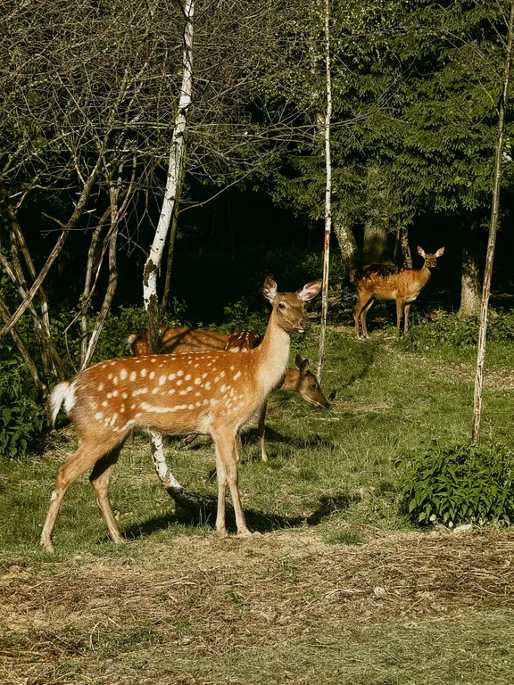 Загородный дом Парус с оленями