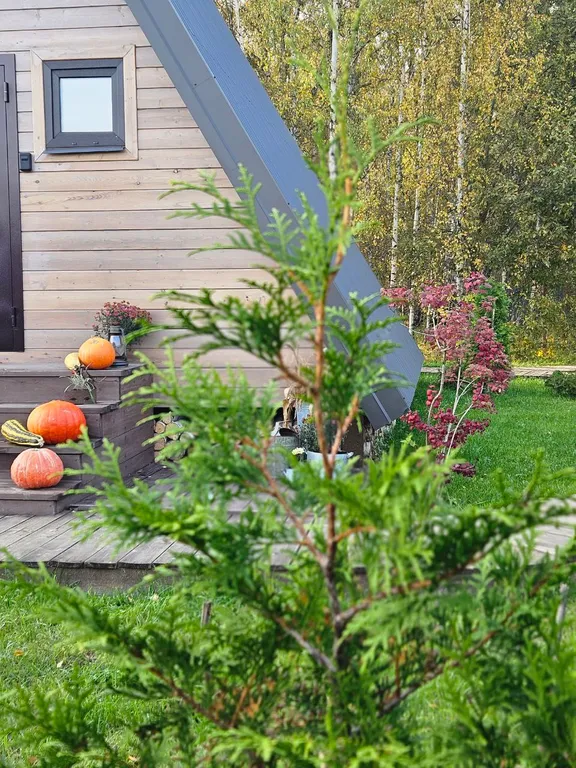 Красивые панорамные домики около леса