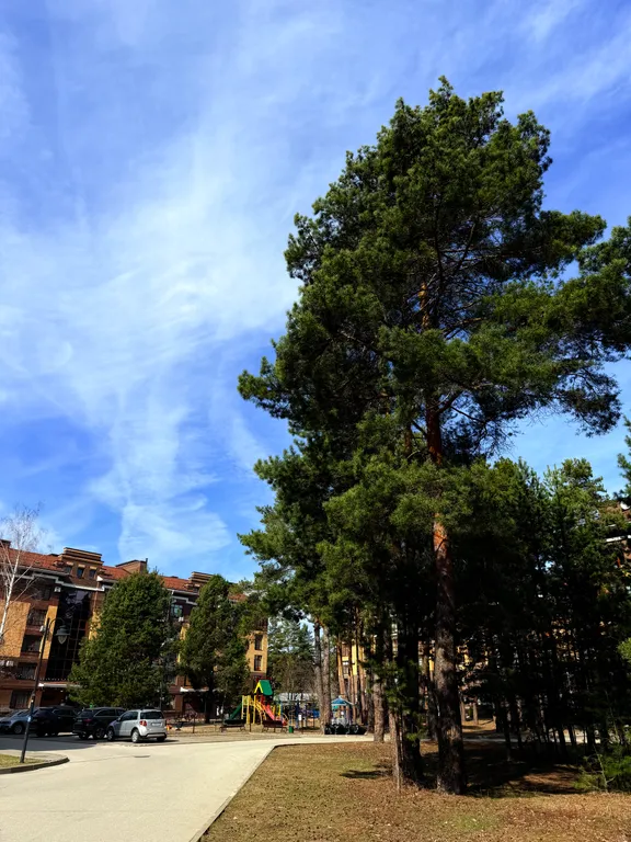 Апартамент в сосновом лесу