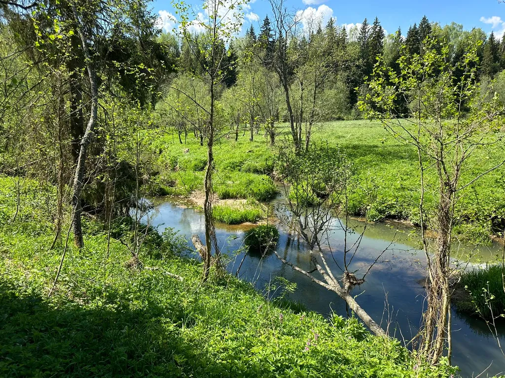 Желтый домик в лесу на Живописной улице
