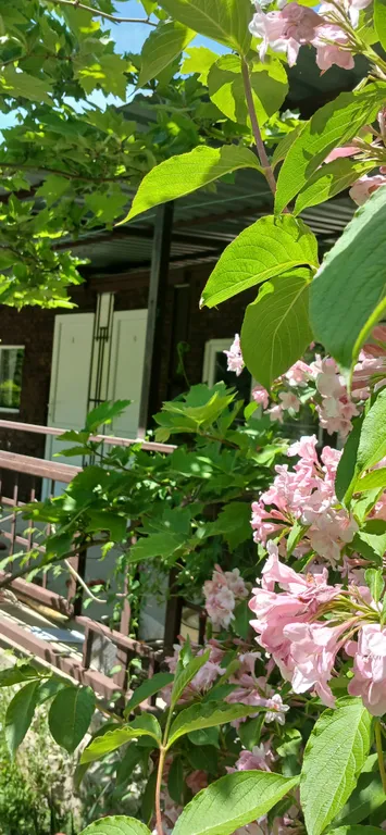 Дача Светлана