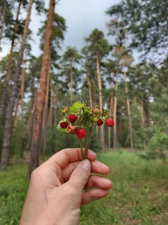 Сказочная Избушка с сауной в соснах у реки