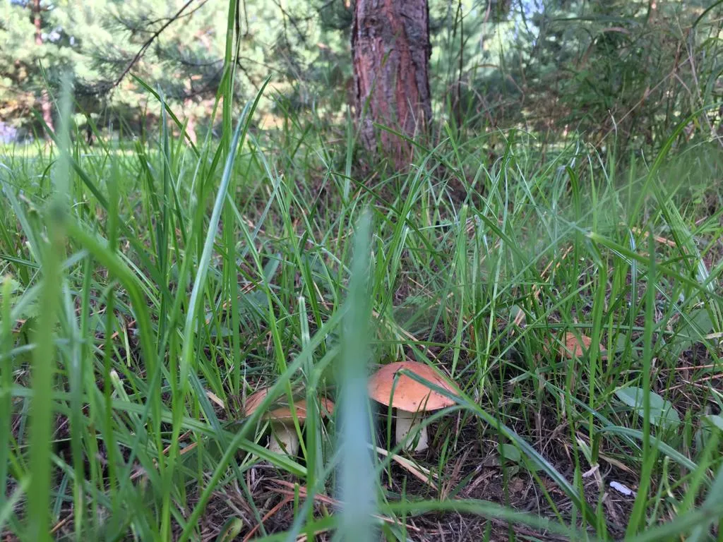 ЭкоZone аренда коттеджей в лоне дикой природы