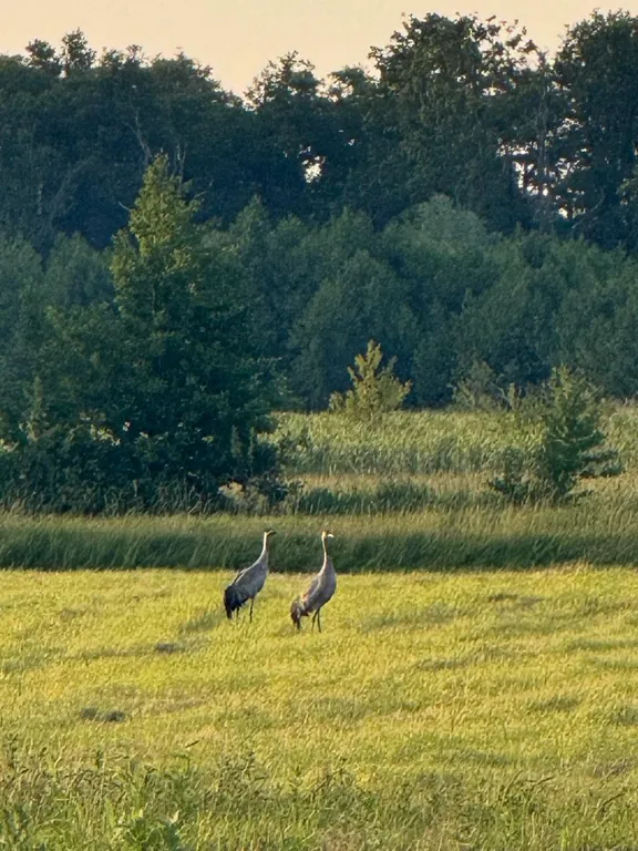 Коттедж Новый дом в Зеленоградске — Зеленоградск