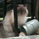 Тимур