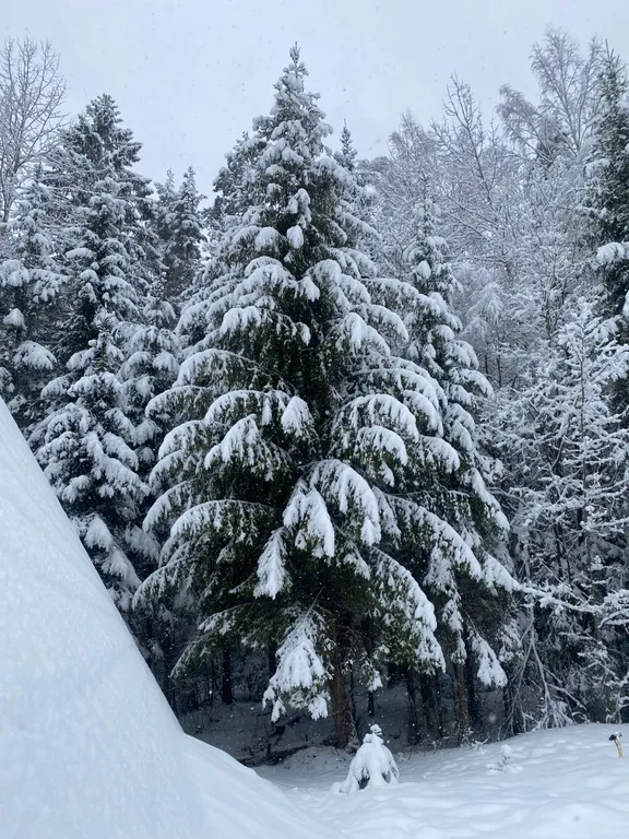 Уютный дом шалаш в лесу