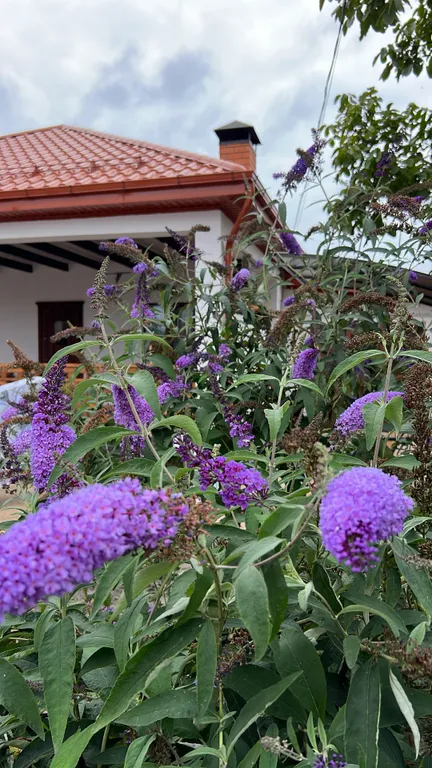 Коттедж у моря и лианового леса