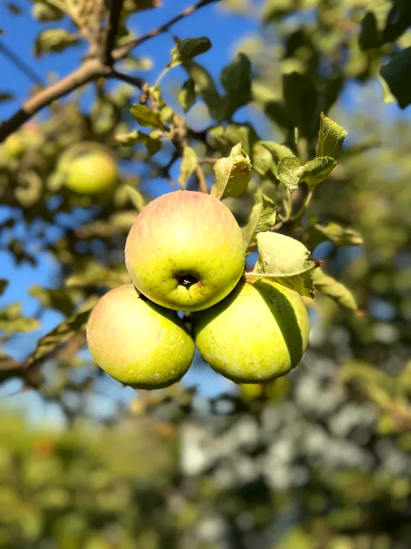 Гостевой дом Вилла Гармония