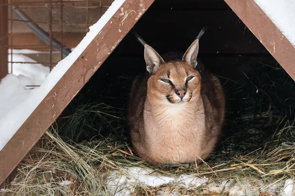 Дом с каракалами, банeй на дpовax, мангалом и казaном