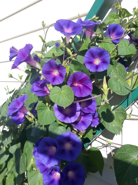 Номер на троих с балконом