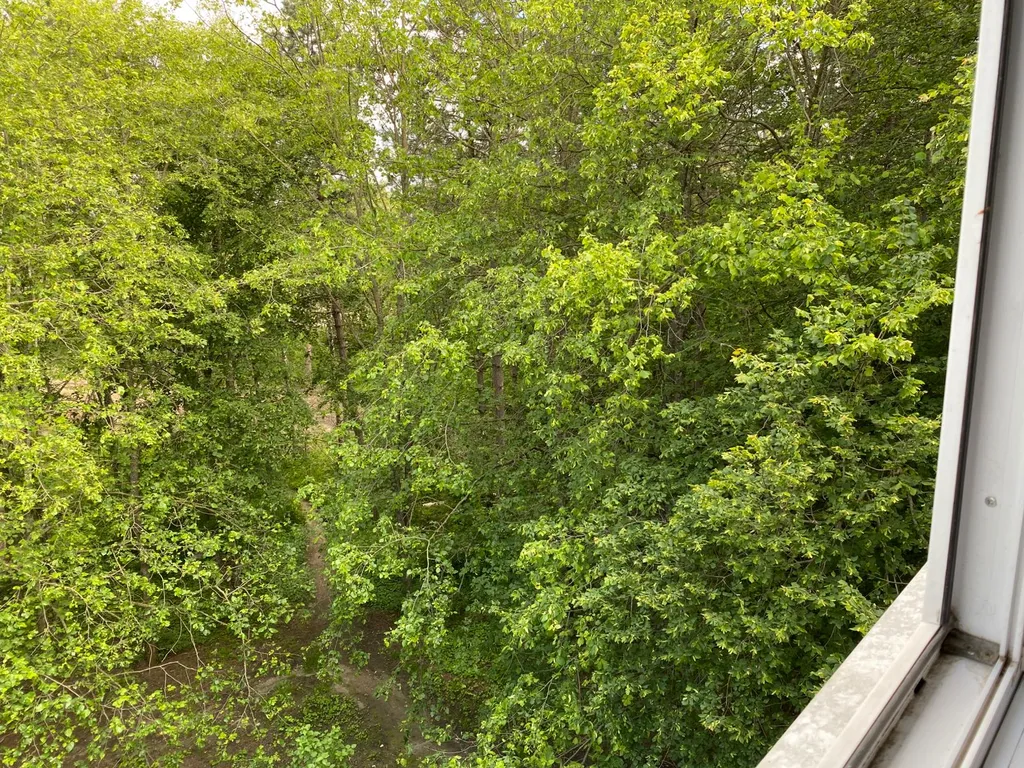 Уютная квартира с видом на липы и сосны