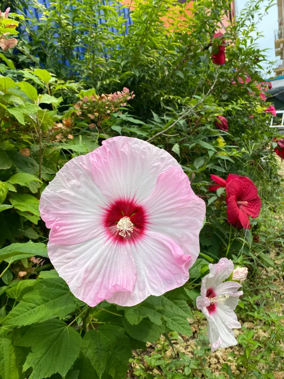 Комната с двумя спальнями для большой семьи