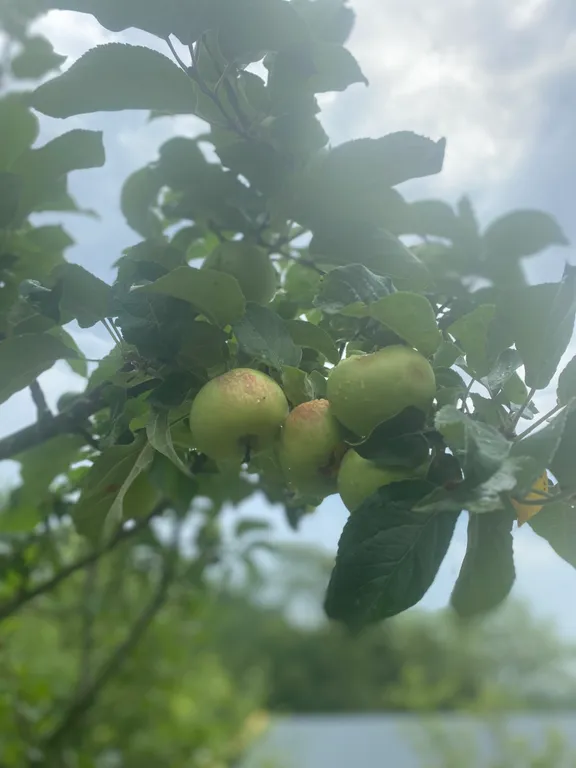 Коттедж Коттедж Дача с банькой в живописном лесу — Горячий Ключ