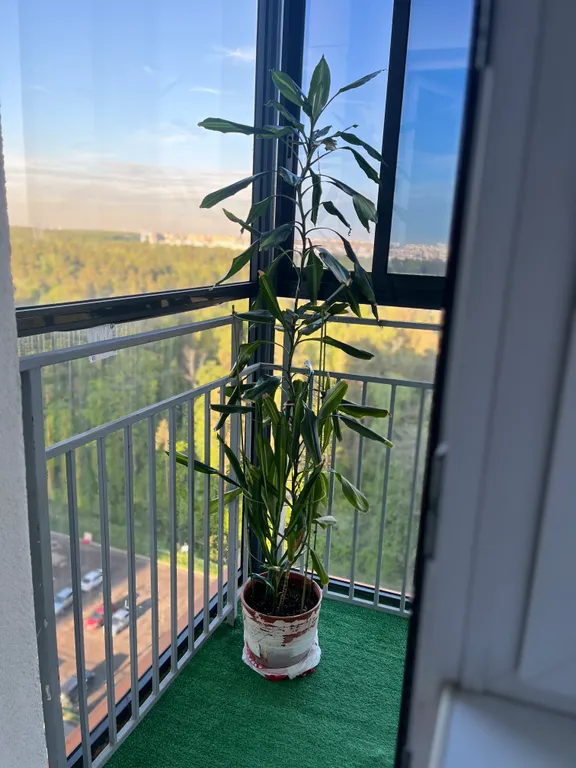 Квартира с видом на лес