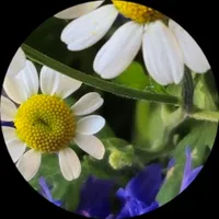 Виктория Крымова