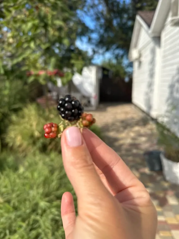 Коттедж Красивые домики у моря Золотая Рыбка — Кучугуры