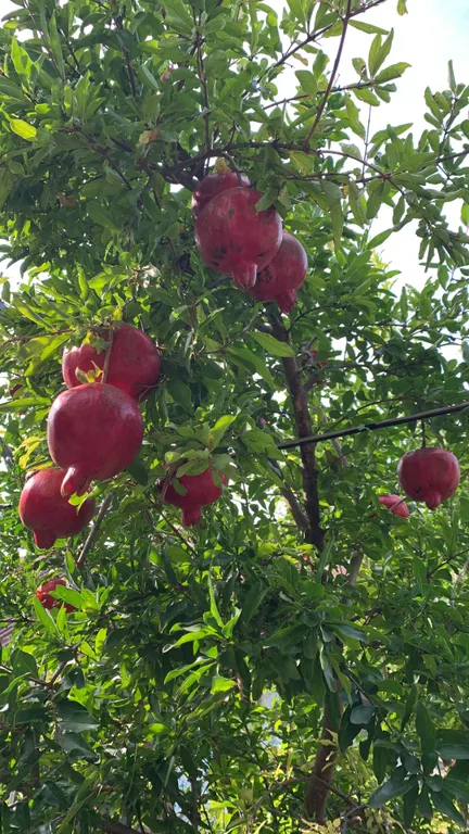 Трёхместный семейный номер (западный) с диванчиком