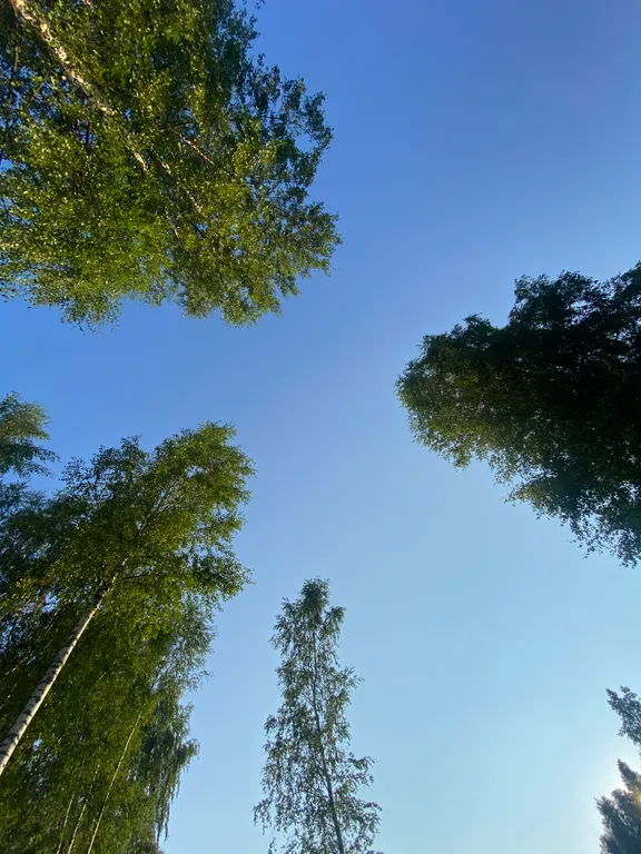 Домик в березах с баней