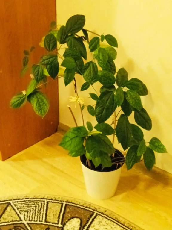 Уютная квартира на берегу Енисея