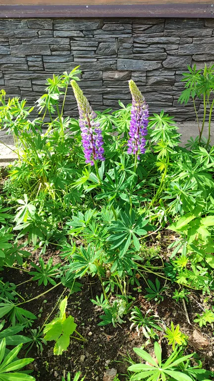 Коттедж 4-комнатный Дом — Светогорск