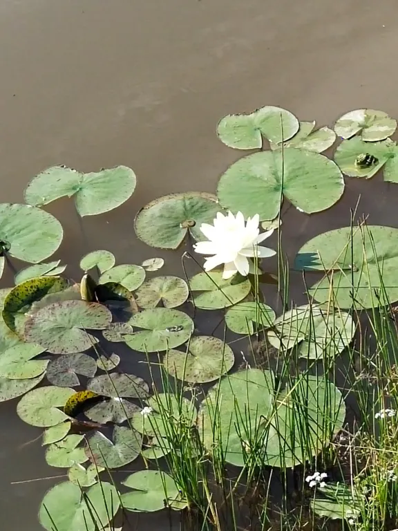Уютный жилой комплекс в подмосковной Мещёре