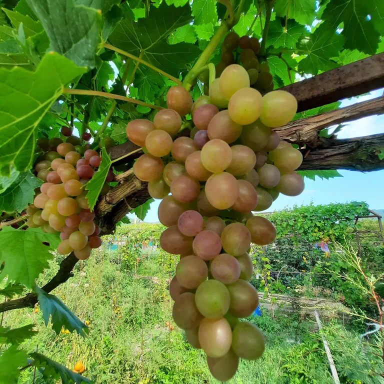 Белый Какаду