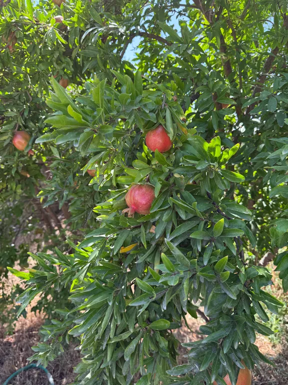 Уютная дача в 3 минутах от моря