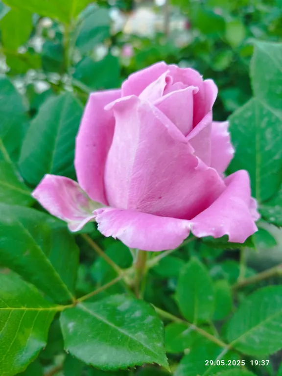 Ракушка Казантипа