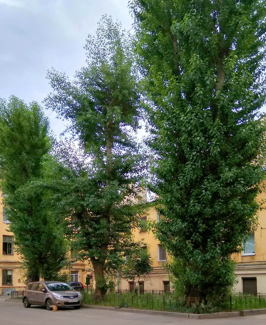 двор