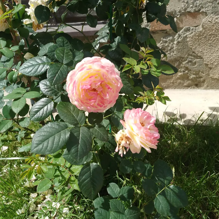 Красивая студия