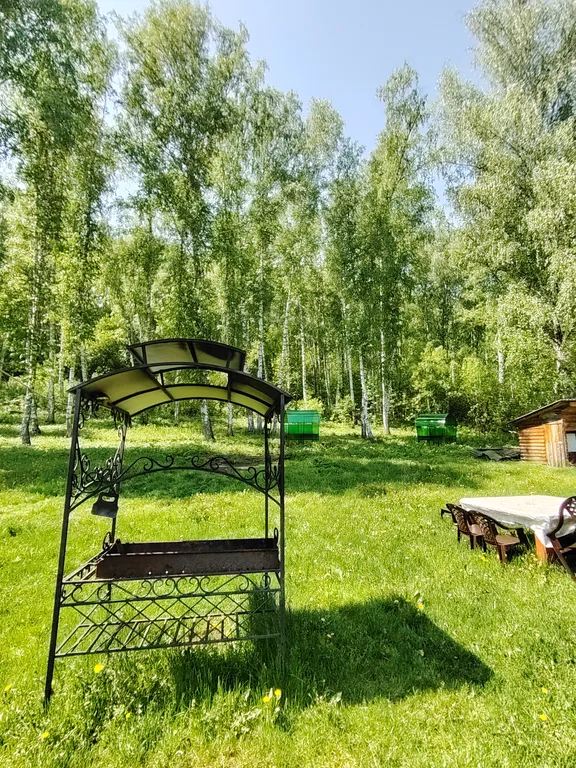 Летний номер с видом на березовый лес