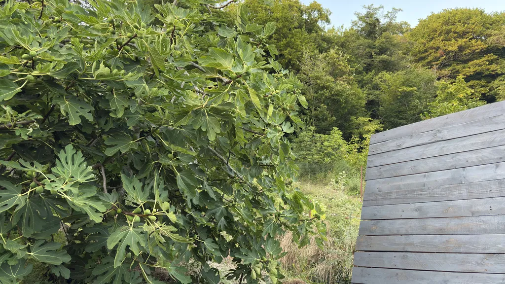 Домик на море, тихое и спокойное место, дубовая роща