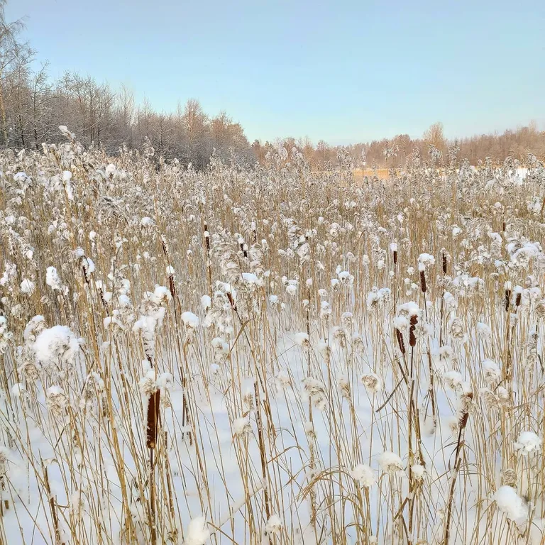 Коттедж Дом с террасой прямо на берегу реки — Торфяное