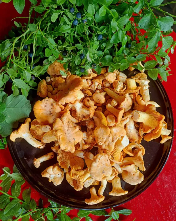 Хутор Избушка на опушке леса, возле реки